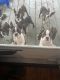 Boston Terrier Puppies for sale in Austin Metropolitan Area, TX, USA. price: $600