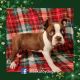 Boston Terrier Puppies for sale in Mountain Home, AR, USA. price: NA