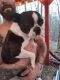Boston Terrier Puppies for sale in Pittman Center, TN 37876, USA. price: NA