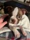 Boston Terrier Puppies for sale in Floral Park, NY 11001, USA. price: $1,150