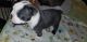 Boston Terrier Puppies for sale in Hastings, MN 55033, USA. price: NA
