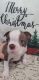 Boston Terrier Puppies for sale in Davenport, FL, USA. price: NA