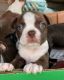 Boston Terrier Puppies for sale in Macon, GA 31210, USA. price: $1,000