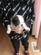 Boston Terrier Puppies for sale in Salem, MO 65560, USA. price: $600
