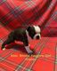 Boston Terrier Puppies for sale in Dallas, NC 28034, USA. price: $800