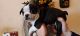Boston Terrier Puppies for sale in Glasgow, KY 42141, USA. price: NA