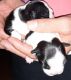 Boston Terrier Puppies for sale in Harrisburg, PA, USA. price: NA