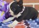 Boston Terrier Puppies for sale in Daytona Beach, FL, USA. price: NA
