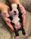 Boston Terrier Puppies for sale in Penbrook, PA 17103, USA. price: $1,300