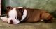 Boston Terrier Puppies for sale in Pueblo, CO, USA. price: $900