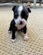 Boston Terrier Puppies for sale in Somerset County, NJ, USA. price: NA