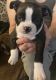 Boston Terrier Puppies for sale in Canby, OR 97013, USA. price: $1,000