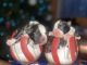 Boston Terrier Puppies for sale in Cleveland, GA 30528, USA. price: $1,000