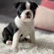 Boston Terrier Puppies for sale in Southeastern Ave, Hammond, IN 46324, USA. price: NA
