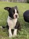 Boston Terrier Puppies for sale in DeLand, FL 32720, USA. price: $1,200