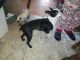 Boston Terrier Puppies for sale in Pound, VA 24279, USA. price: $500