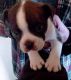 Boston Terrier Puppies for sale in Warrensburg, MO 64093, USA. price: $1,000