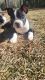 Boston Terrier Puppies for sale in Walterboro, SC 29488, USA. price: NA