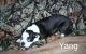 Boston Terrier Puppies for sale in Alton, UT 84710, USA. price: NA