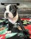 Boston Terrier Puppies for sale in Webb City, MO, USA. price: NA