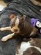 Boston Terrier Puppies for sale in Jamaica, NY 11428, USA. price: NA