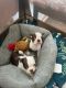 Boston Terrier Puppies for sale in Freehold, NJ 07728, USA. price: $2,600