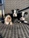Boston Terrier Puppies for sale in Winston-Salem, NC, USA. price: NA