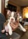 Boston Terrier Puppies for sale in Floral Park, NY 11001, USA. price: $950