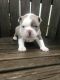 Boston Terrier Puppies for sale in Mayslick, KY 41055, USA. price: NA