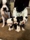 Boston Terrier Puppies for sale in Highland, CA, USA. price: NA