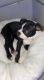 Boston Terrier Puppies for sale in Coon Rapids, MN, USA. price: $250