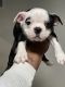 Boston Terrier Puppies for sale in West Philadelphia, Philadelphia, PA, USA. price: $600