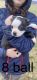 Boston Terrier Puppies for sale in NEW PHILA, OH 44663, USA. price: NA