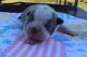 Boston Terrier Puppies for sale in Brazoria, TX 77422, USA. price: NA