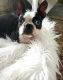 Boston Terrier Puppies for sale in Noble, LA, USA. price: $100,000