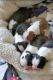 Boston Terrier Puppies for sale in Spokane, WA 99201, USA. price: $500