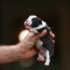 Boston Terrier Puppies for sale in Portland, OR 97208, USA. price: $500