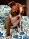 Boston Terrier Puppies for sale in St Johns, FL 32259, USA. price: NA