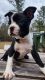 Boston Terrier Puppies for sale in Walterboro, SC 29488, USA. price: $1,000