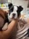 Boston Terrier Puppies for sale in Colorado Springs, CO, USA. price: NA