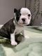 Boston Terrier Puppies for sale in Sunnyside, WA, USA. price: NA