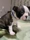 Boston Terrier Puppies for sale in Sunnyside, WA, USA. price: $1,500
