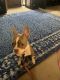 Boston Terrier Puppies for sale in Plant City, FL, USA. price: NA