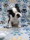 Boston Terrier Puppies for sale in Columbia, MS 39429, USA. price: $400
