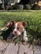 Boston Terrier Puppies for sale in St Johns, FL 32259, USA. price: $1,500