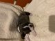 Boston Terrier Puppies for sale in Groesbeck, TX 76642, USA. price: $800