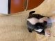 Boston Terrier Puppies for sale in Groesbeck, TX 76642, USA. price: $800
