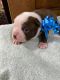 Boston Terrier Puppies for sale in Dorr, MI 49323, USA. price: $850