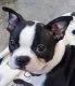 Boston Terrier Puppies for sale in Lake City, MN 55041, USA. price: $950