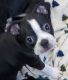 Boston Terrier Puppies for sale in Lake City, MN 55041, USA. price: NA